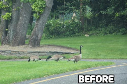 GDS-30 Goose Deterrent Strobe