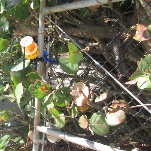 LED Strobe Warning Light with FLEX Base LX-18-FLEX